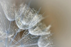 Самозалепващ фототапет – Макро глухарче
