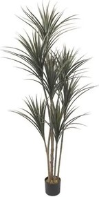 Декоративно растение Yucca в саксия -190