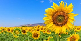Картина на платно – Поле със слънчогледи