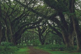 Фототапет – Пътека обвита от зеленина