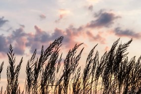 Картина на платно – Стъбла на полска трева