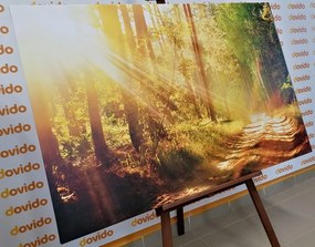 Картина на платно – Слънчеви лъчи в гората