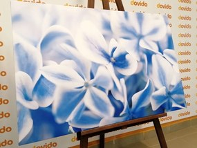 Картина на платно – Цветя на хортензия в синьо-бял оттенък