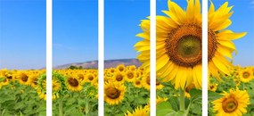 картини от 5 части – Поле със слънчогледи