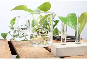 Стъклена ваза (височина 12 cm) Natural History – Esschert Design