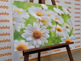 Картина на платно – Пролетна ливада, пълна с цветя