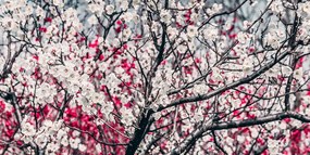 Картина на платно – Цветя на праскова