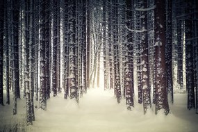 Фототапет – Гора покрита със сняг