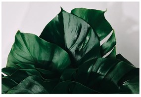 Самозалепващ фототапет – Листа на монстера