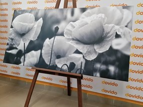 Картина на платно – Красиво поле от макове в черно-бяло