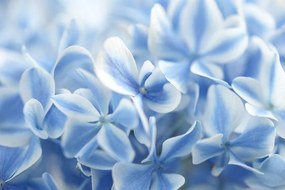 Фототапет – Небесни цветя хортензия