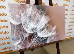 Картина на платно – Макро глухарче на фон