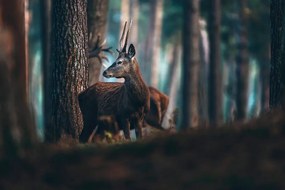 Самозалепващ фототапет – Елен в боровата гора