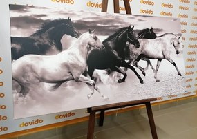 Картина на платно – Стадо коне в черно-бял вариант