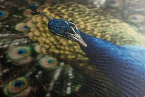 Картина на платно – Паун в пълна красота