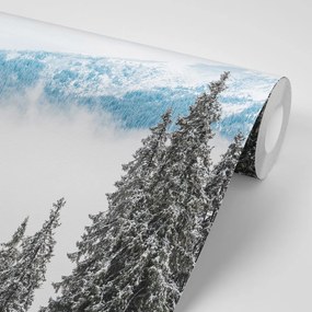 Фототапет – Заснежени борови дървета