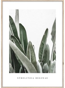 Картина 50x70 cm Strelitzia – Styler