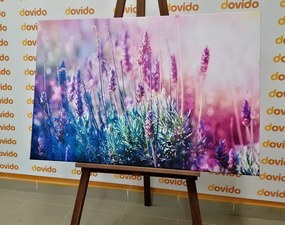 Картина на платно – Магически цветове на лавандула