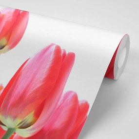Фототапет – Червени полски лалета