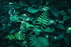 Фототапет – Свежи тропически листа