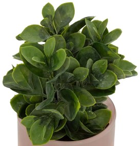 Изкуствено растение atmosphera Tayli Succulent, 18 cm, Различни видове