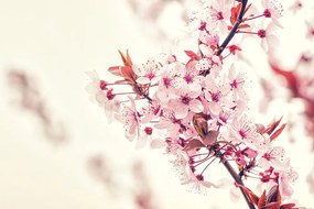 Фототапет – Розови цветя на череша