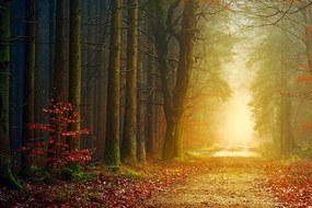 Самозалепващ фототапет – Път в гората
