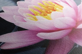 Картина на платно – Лотосов цвят в езеро