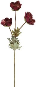 Декоративни цветя Pulsatilla-Кафяво  (24 τεμάχια)