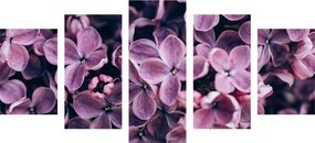 картини от 5 части – Лилави цветя на люляк