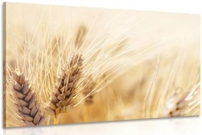Картина на платно – Пшенично поле