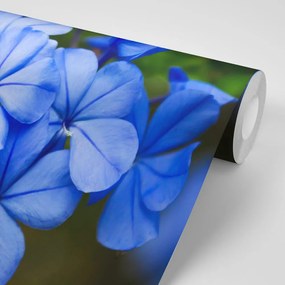 Фототапет – Диви сини цветя