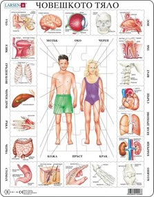 Larsen - Пъзел: Образователен – "Части на тялото" – 35 части, голям