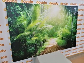 Картина на платно – Пътека на остров Сейшели