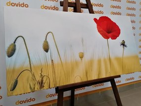 Картина на платно – Див мак