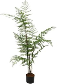 Декоративно растение Hericium Fern в саксия 130