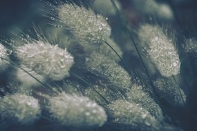 Фототапет – Капки роса на трева