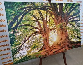 Картина на платно – Величествени дървета