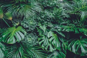 Самозалепващ фототапет – Листа от джунглата