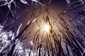 Самозалепващ фототапет – Полска трева