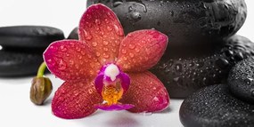 Картина на платно – Орхидея и Зен камъни на бял фон