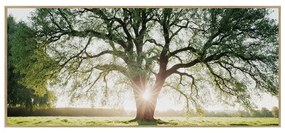 Картина 150x60 cm Tree in the Sun – knor