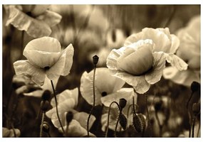 Фототапет – Сепия поле диви макове