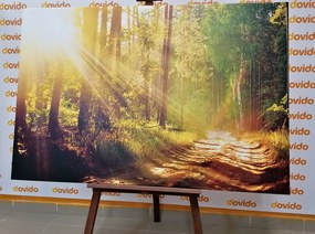 Картина на платно – Слънчеви лъчи в гората