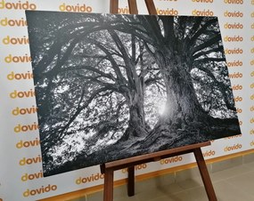 Картина на платно – Черно-бели величествени дървета