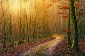 Самозалепващ фототапет – Пътечка в гората