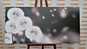 Картина на платно – Пухкаво глухарче в черно-бял вариант