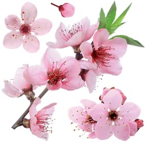 Декоративни стикери за стена Cherry Blossom M