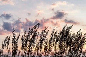 Самозалепващ фототапет – Трева при залез