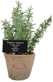 Изкуствено растение (височина 21,5 cm) Thyme – Esschert Design